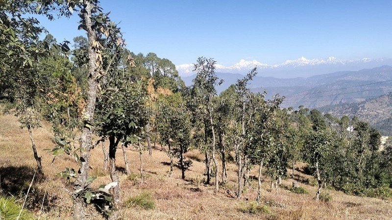 ₹24 Lac - 48 Lac | 300 sq.yards - 600 sq.yards  himalayan view residential plots for sale in jalna, almora near nainital