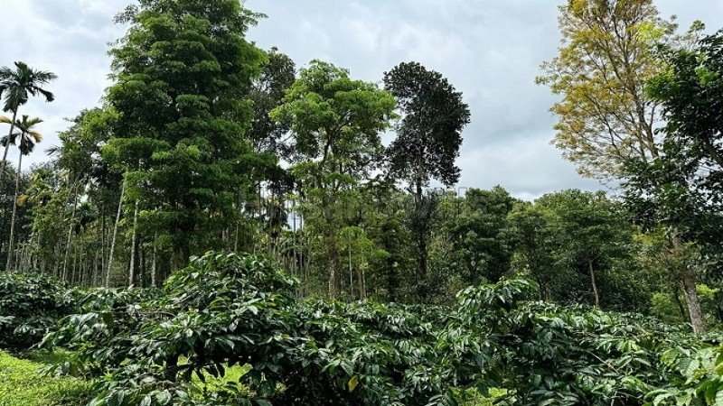 ₹52 Lac | 2 acres coffee estate for sale in manalvayal wayanad