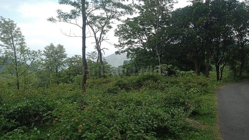 ₹78.75 Cr | 525 acres tea & coffee estate with sandal wood trees for sale in kotagiri