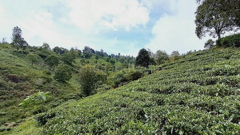 ₹95 Lac | 2 acres tea estate for sale in coonoor