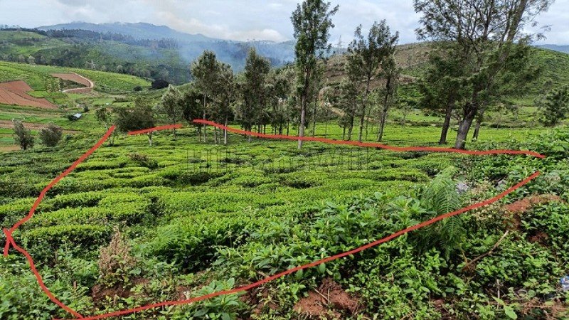 ₹1.12 Cr | 64 cents  tea garden view land for sale in ooty