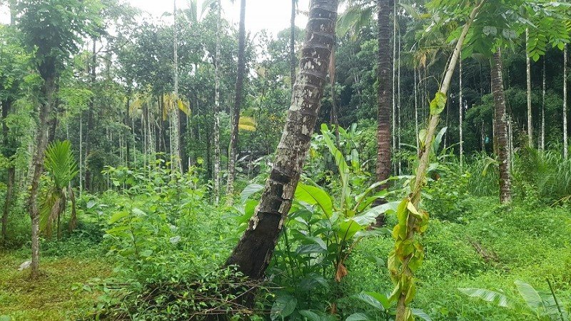 ₹60 Lac | 113 cents agriculture land for sale in pulpally wayanad