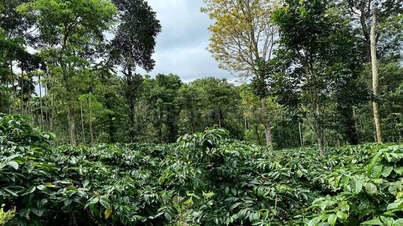 ₹52 Lac | 2 acres coffee estate for sale in manalvayal wayanad