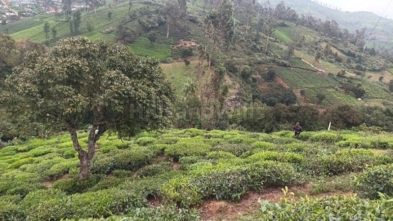 ₹1.50 Cr | 1.5 acres tea estate for sale  in kundha ooty