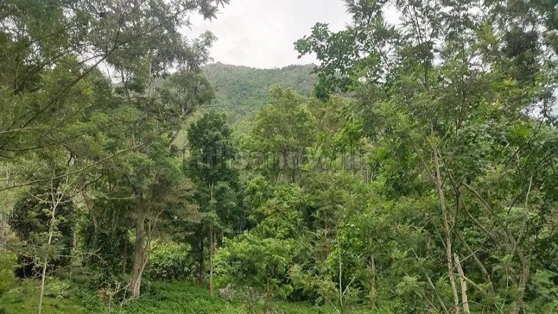 ₹27.22 Cr | 165 acres coffee estate for sale in pachalur kodaikanal