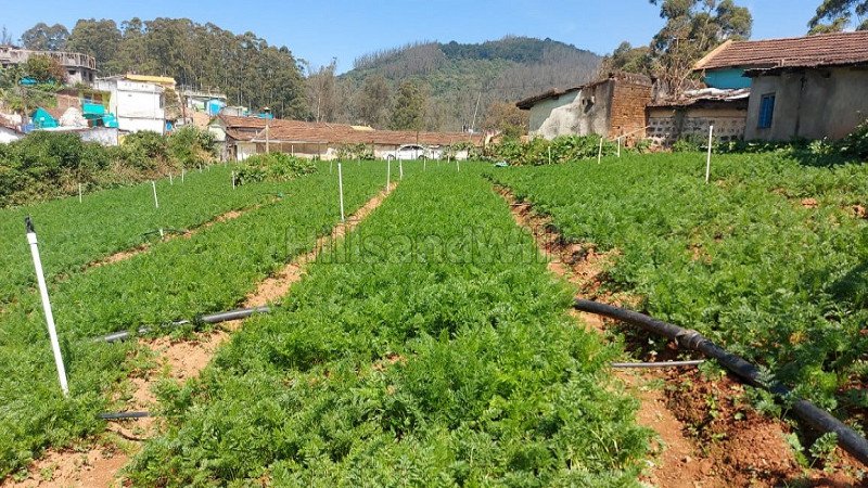 ₹3 Cr | 33 cents agriculture land for sale in muthorai palada ooty