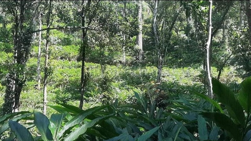 ₹165 Cr | 469 acres cardamom estate for sale in kumily, idukki