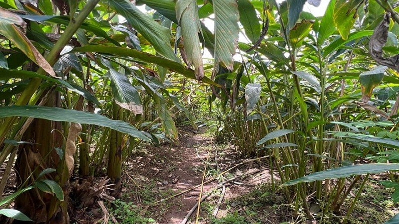 ₹30 Lac | 34 cents  cardamom land for sale  in kattapana idukki