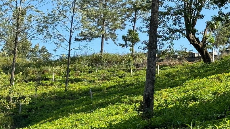 ₹13.75 Cr | 5.5 acres  scenic view tea estate for sale in aravenu kotagiri