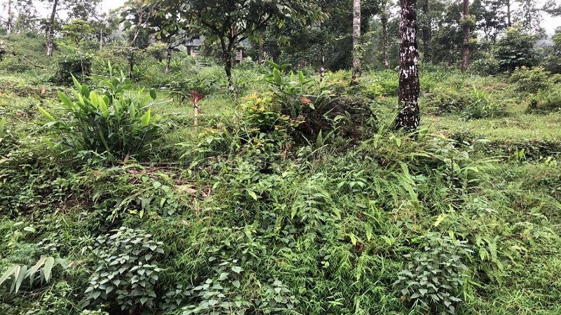 ₹70 Lac | 1 acres agriculture land for sale in kalimpong darjeeling