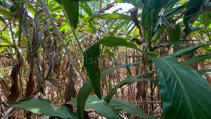 ₹10 Lac | 1 acres agriculture land for lease in manthippara, kochera idukki