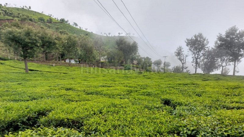 ₹250 Cr | 570 acres tea estate for sale in coonoor