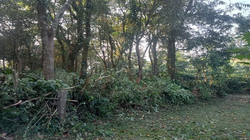 ₹68 Lac | 1.65 acres coffee estate for sale in bhagamandala coorg