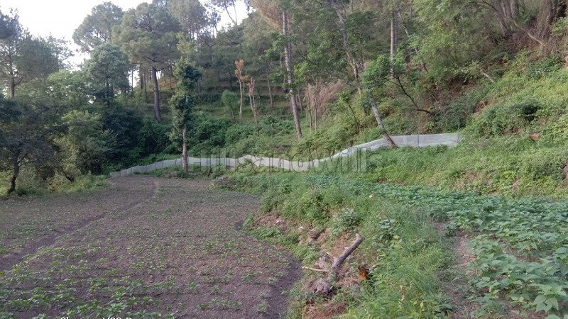 ₹52.80 Lac | 7.14 bigha commerical land for lease  in dehun ghat, saproon, solan