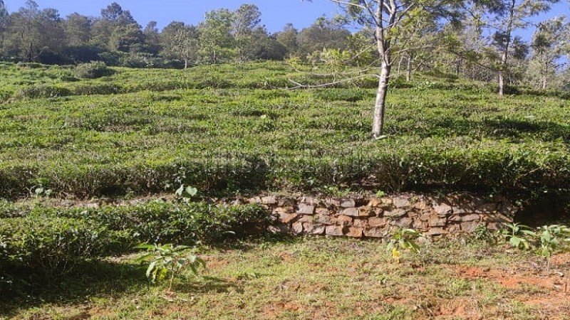 ₹1.60 Cr | 1 acres tea estate for sale in kettikambai kotagiri