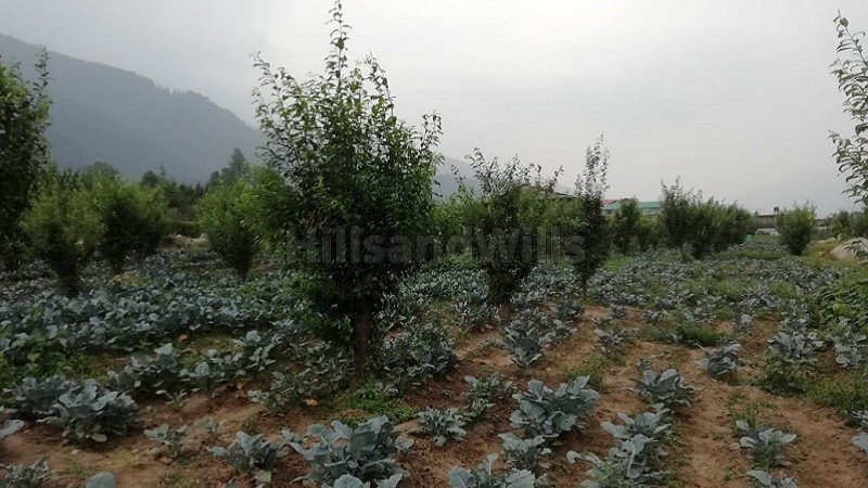 ₹45 Cr | 389 biswa apple orchard for sale  in haripur, manali, kullu-manali