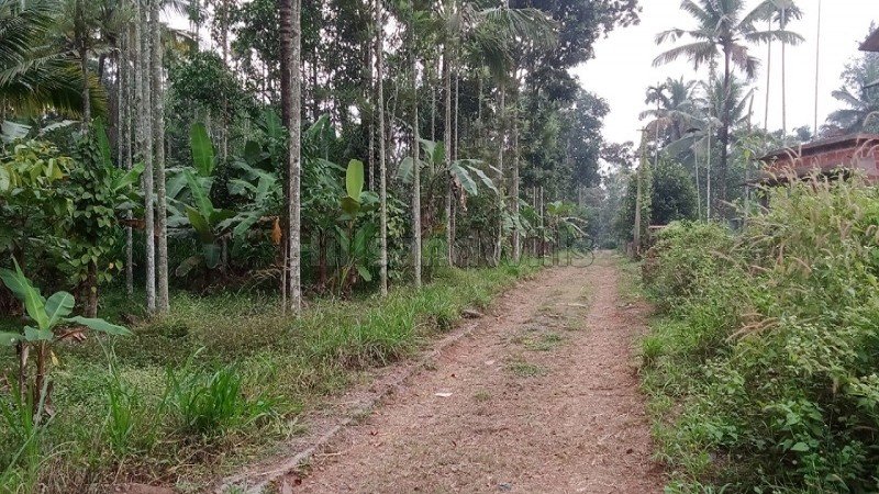 ₹60 Lac | 20 cents residential plot for sale in pulpally wayanad