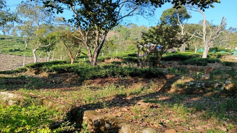 ₹49 Lac | 32.5 cents agriculture land for sale  in aravenu kotagiri