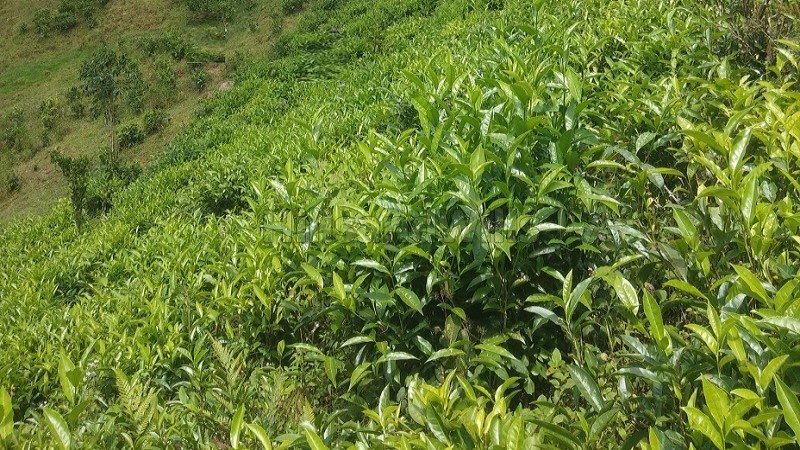 ₹95 Lac | 2 acres tea estate for sale in coonoor