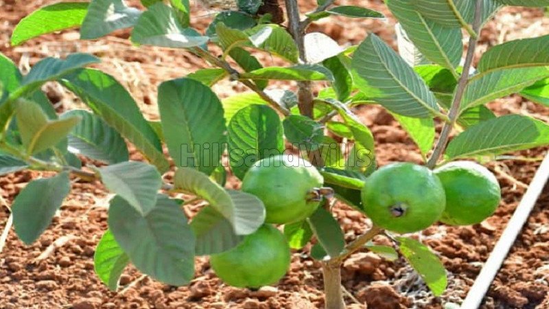 ₹16.26 Lac | 6534 sq.ft. agriculture land for sale in chikkaballapur madhugiri hills