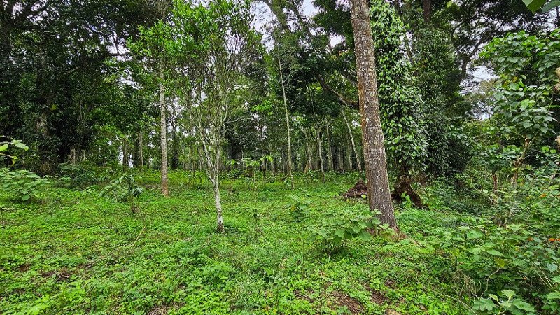 ₹46 Lac | 2 acres agriculture land for sale in kodaikanal