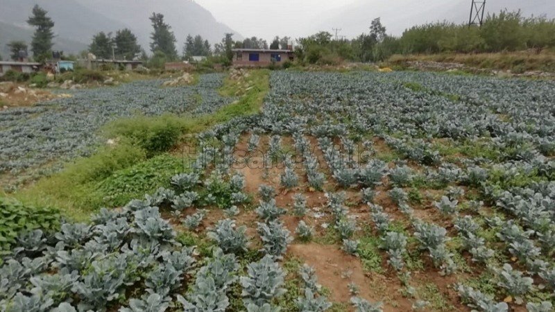 ₹45 Cr | 389 biswa apple orchard for sale  in haripur, manali, kullu-manali