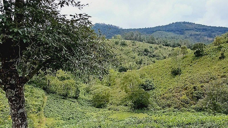 ₹95 Lac | 2 acres tea estate for sale in coonoor