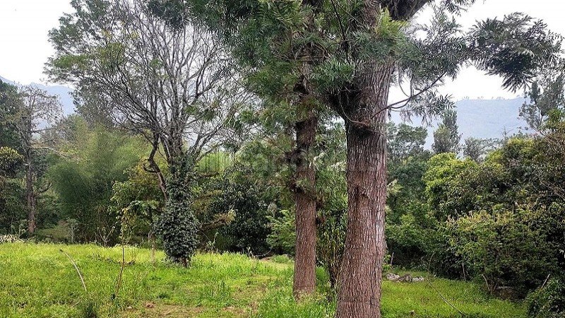 ₹1.20 Cr | 5 acres agriculture land for sale  in pallangi kodaikanal