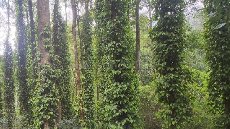 ₹40 Cr | 200 acres organic coffee & pepper estate for sale in kodaikanal