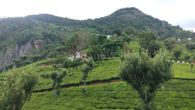 ₹24 Cr | 9.5 acres tea estate for sale  in alakkarai kotagiri