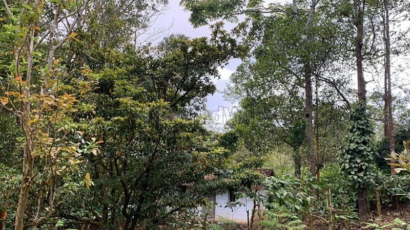 ₹2.40 Cr | 9bhk  villa amidst coffee plantation for sale  in madikeri coorg