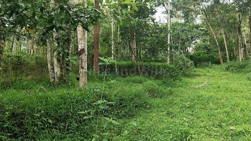 ₹40 Lac | 92 cents agriculture land for sale in koleri wayanad