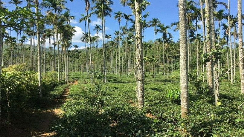 ₹3.75 Cr | 2 acres tea estate for sale in devala gudalur