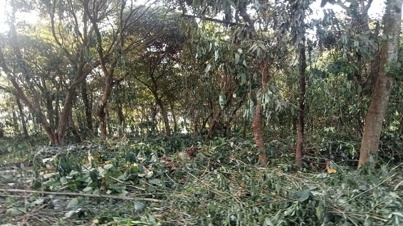 ₹68 Lac | 1.65 acres coffee estate for sale in bhagamandala coorg