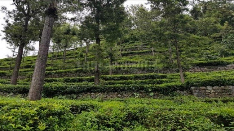 ₹3.25 Cr | 69 cents tea estate for sale in konavakarai kotagiri