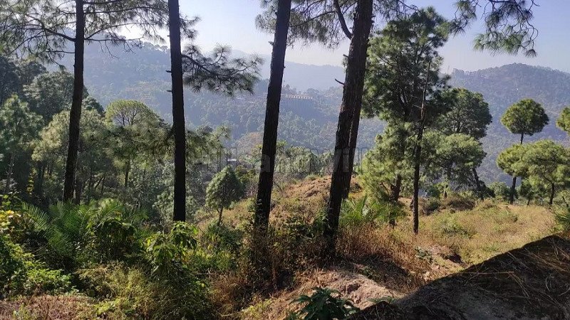 ₹55 Lac | 250 sq.yards residential plot for sale in kasauli solan