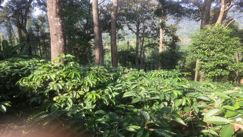 ₹8.40 Cr | 30 acres coffee estate for sale in madikeri taluk coorg