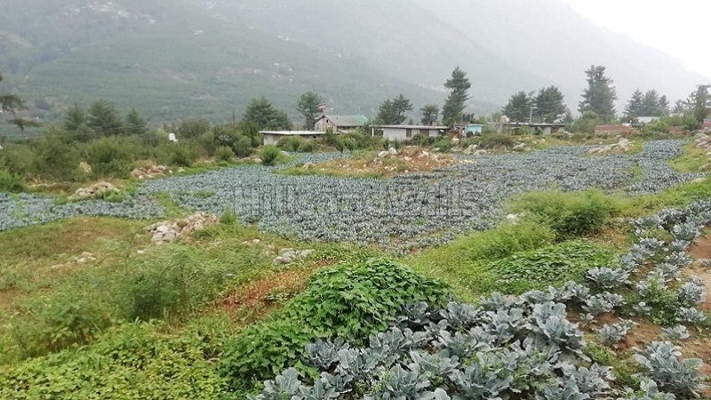 ₹45 Cr | 389 biswa apple orchard for sale  in haripur, manali, kullu-manali