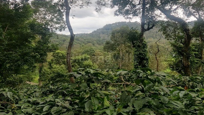 ₹7.50 Cr | 15 acres agriculture land for sale in madikeri coorg