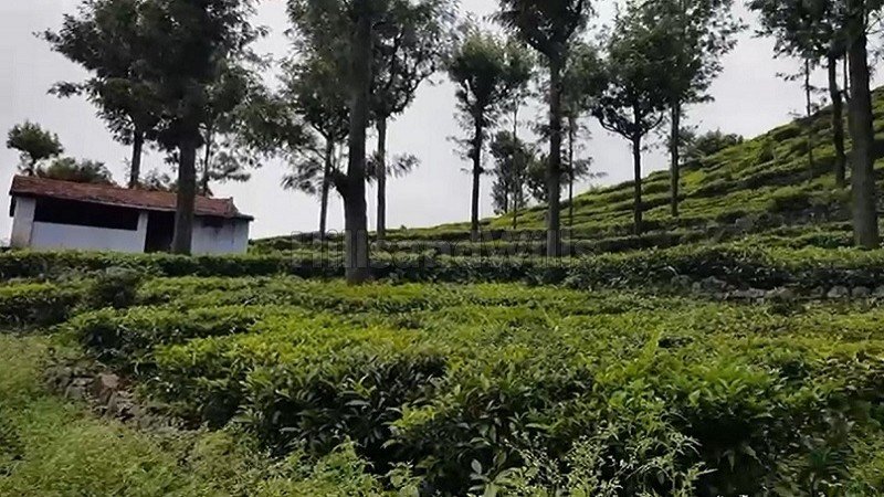 ₹3.25 Cr | 69 cents tea estate for sale in konavakarai kotagiri