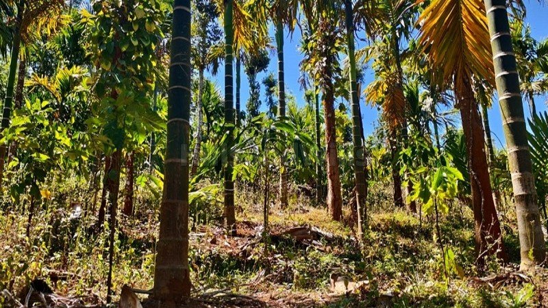 ₹35 Lac | 1.5 acres coffee estate for sale  in gudalur