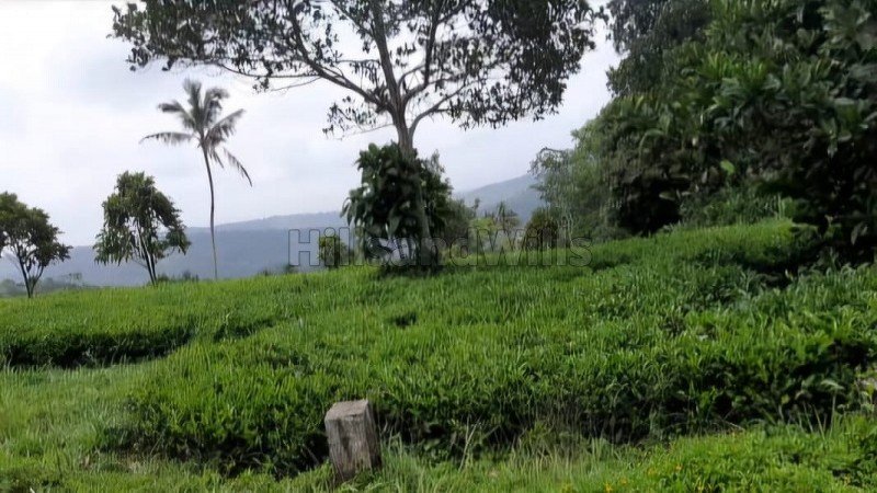 ₹1.80 Cr | 2.41 acres tea estate for sale  in calvary mount idukki