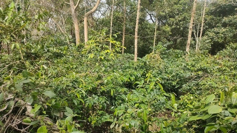 ₹50 Lac | 2 acres agriculture land for sale in pachalur kodaikanal