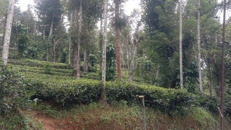 ₹25 Lac | 50 cents tea estate for sale in muthirakolly, bitherkad gudalur