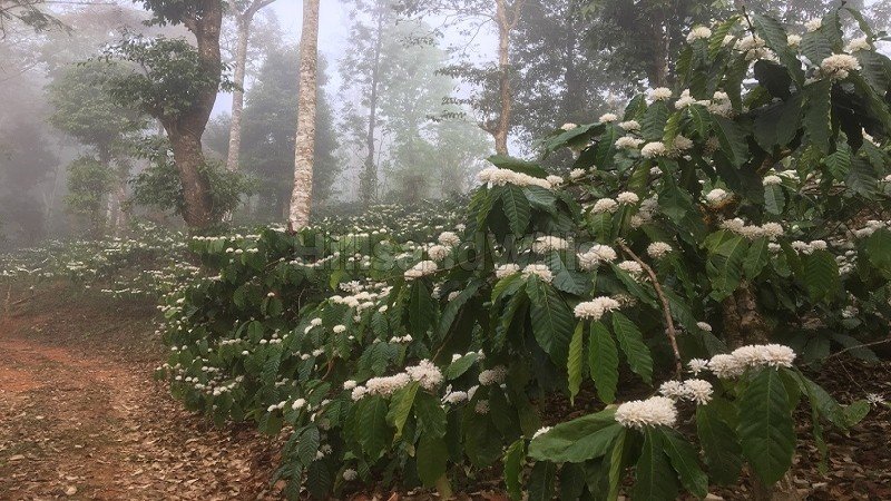 ₹8.40 Cr | 30 acres coffee estate for sale in madikeri taluk coorg