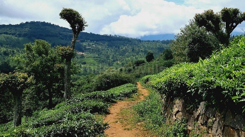 ₹95 Lac | 2 acres tea estate for sale in coonoor