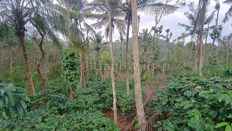 ₹56 Lac | 2 acres coffee estate for sale in karimani wayanad