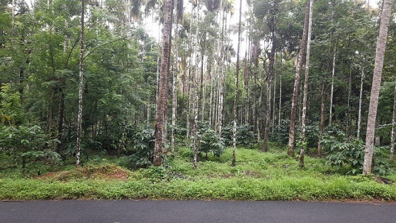 ₹60 Lac | 113 cents agriculture land for sale in pulpally wayanad