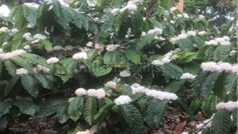 ₹8.40 Cr | 30 acres coffee estate for sale in madikeri taluk coorg