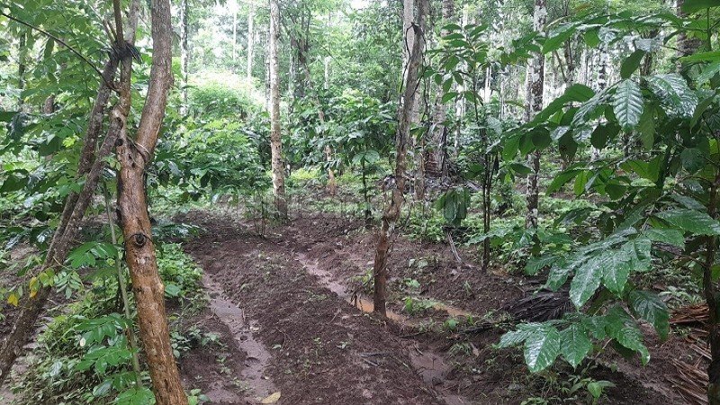 ₹60 Lac | 113 cents agriculture land for sale in pulpally wayanad